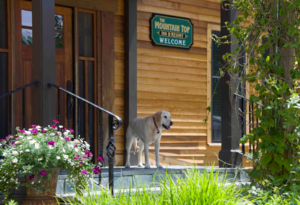 10 Best pet resorts and spas in the US